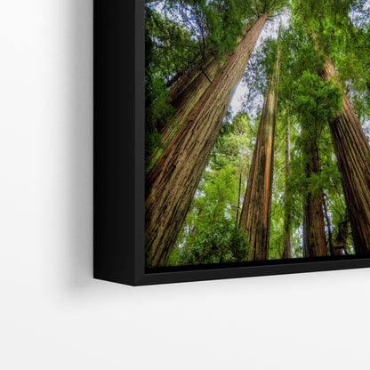 Redwood Trees Forest Picture Nature Photo | Forest Bathing Relaxation Decor for Meditation, House, and Office