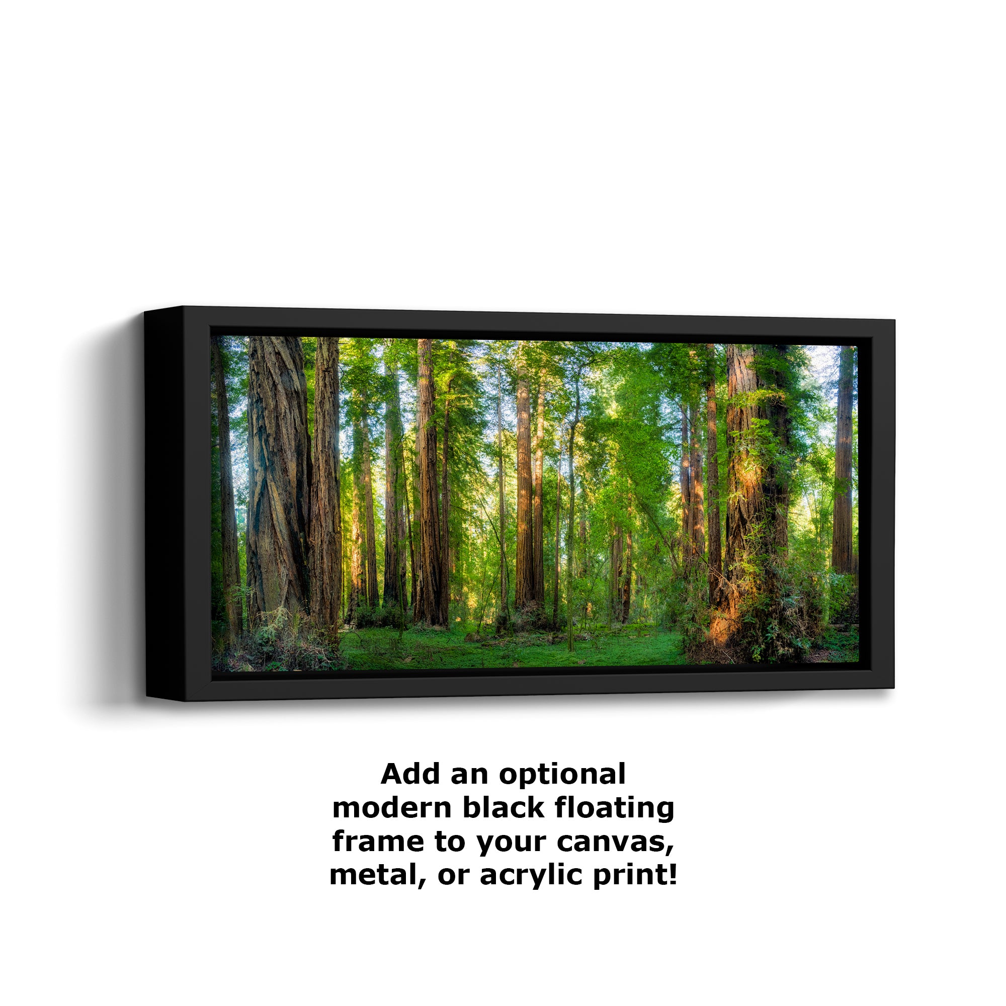 Redwood Trees Forest Picture Nature Photo, Forest Bathing Relaxation Artwork for Calming Meditation, Office and House Decor