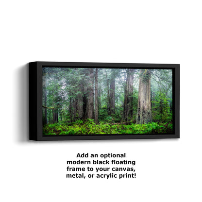 Redwood Trees Forest Picture Nature Photo, Forest Bathing in Misty California Redwoods Wall Art, for Relaxation in the Home and Office