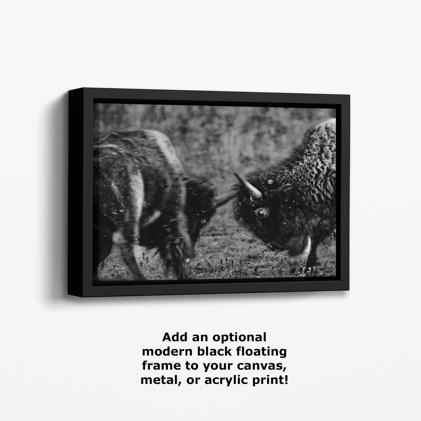 Buffalo Artwork Wildlife Photography, Black and White Bison Wall Decor, Rustic Cabin Animal Print, Nature Wall Art for Home or Office