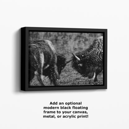 Buffalo Artwork Wildlife Photography, Black and White Bison Wall Decor, Rustic Cabin Animal Print, Nature Wall Art for Home or Office