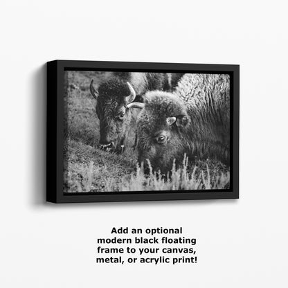 Grazing Buffalo Artwork Wildlife Photography, Black and White Bison Wall Decor, Rustic Cabin Animal Print, Nature Wall Art for Home or Office