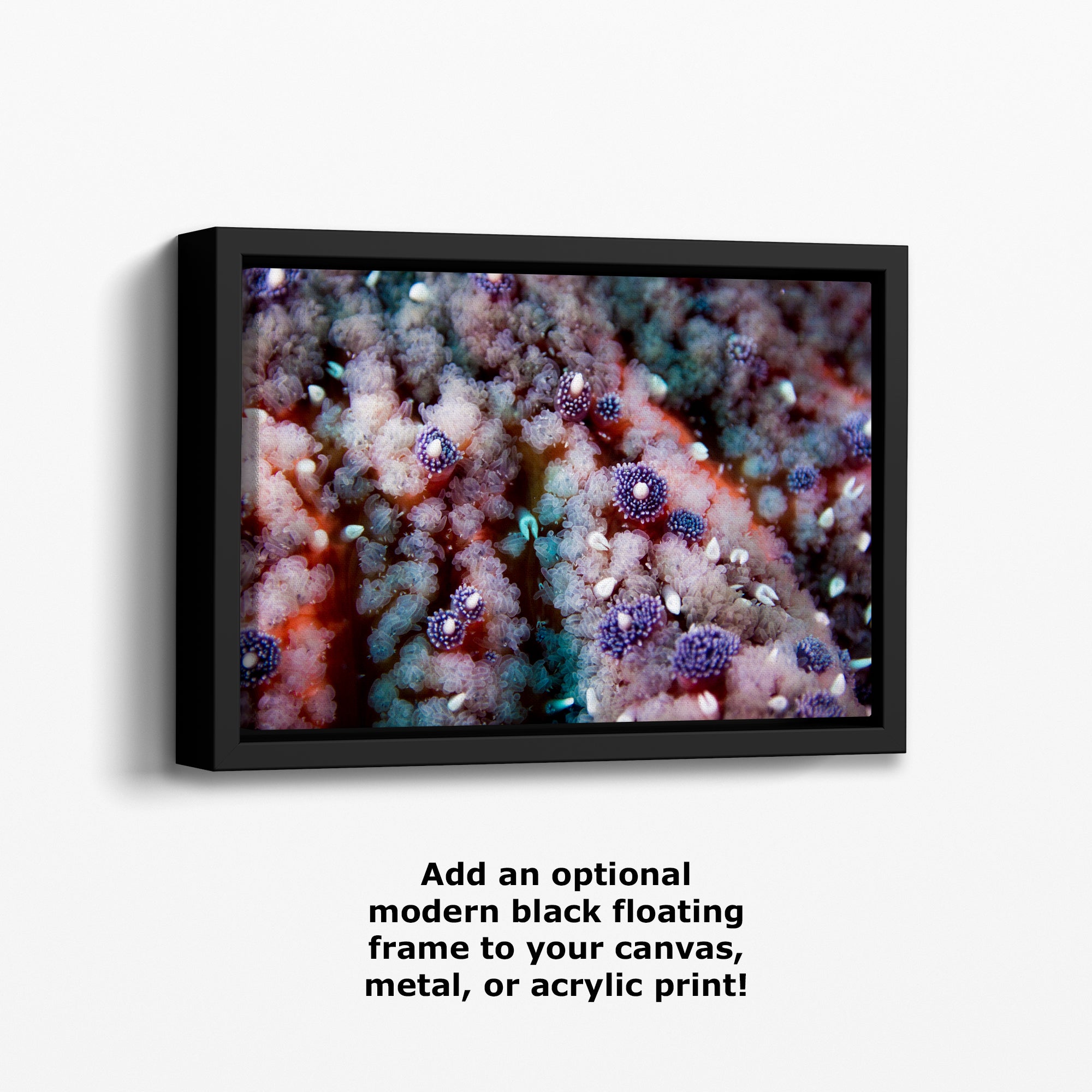 Ocean Life Starfish Photo, Marine Biology Underwater Scenery, Vibrant Coral Reef, Nature Photography for Office Decor, Relaxation Artwork