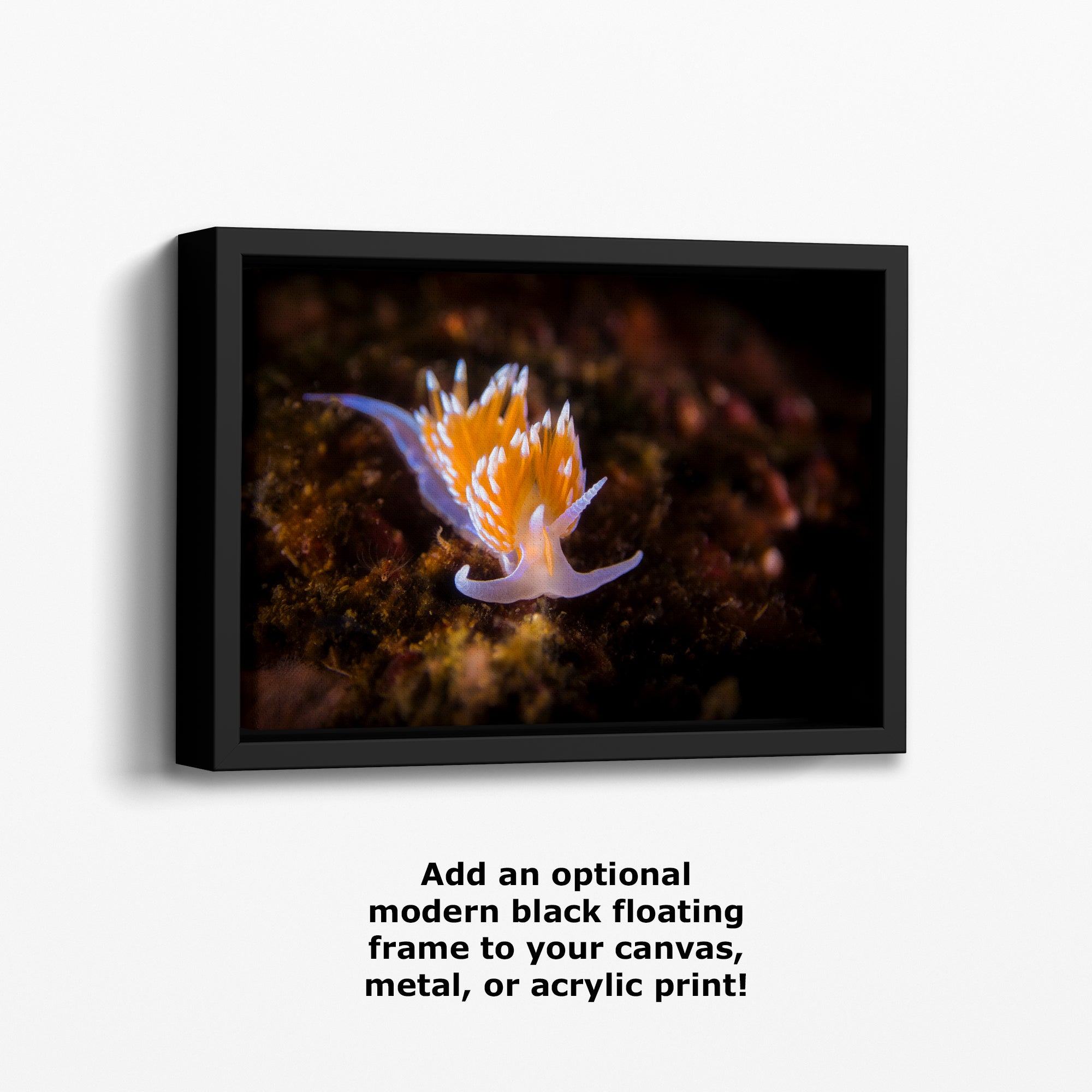 Hermissenda Opalescent Nudibranch Ocean Life Underwater Scenery Marine Biology Nature Photo