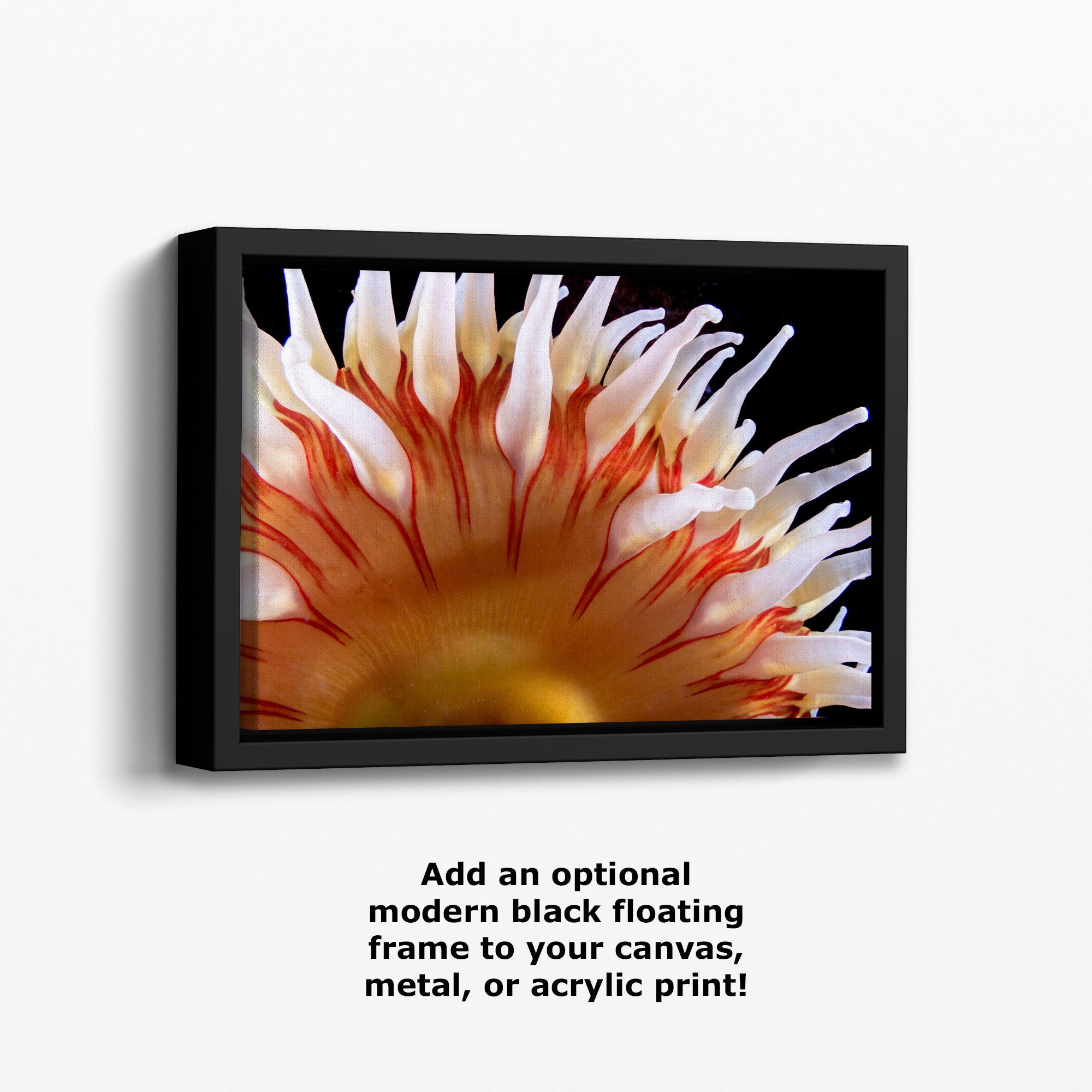 Sea Anemone Picture Ocean Life Underwater Scenery Nature Photo, Marine Biology Coral Reef Art