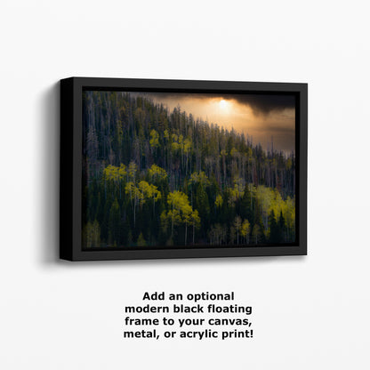 Aspen Tree Forest Picture Nature Photo, Forest Bathing Relaxation Artwork Dopamine Decor for Meditation, Bedroom, Living Room, and Office