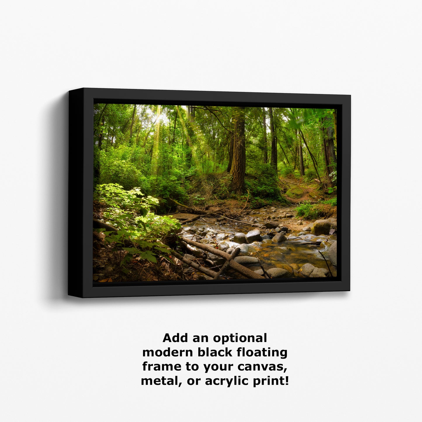 Redwood Trees Forest Picture Nature Photo, Forest Bathing in Santa Cruz California Coast Wall Art, Relaxing Artwork for House Decor & Office