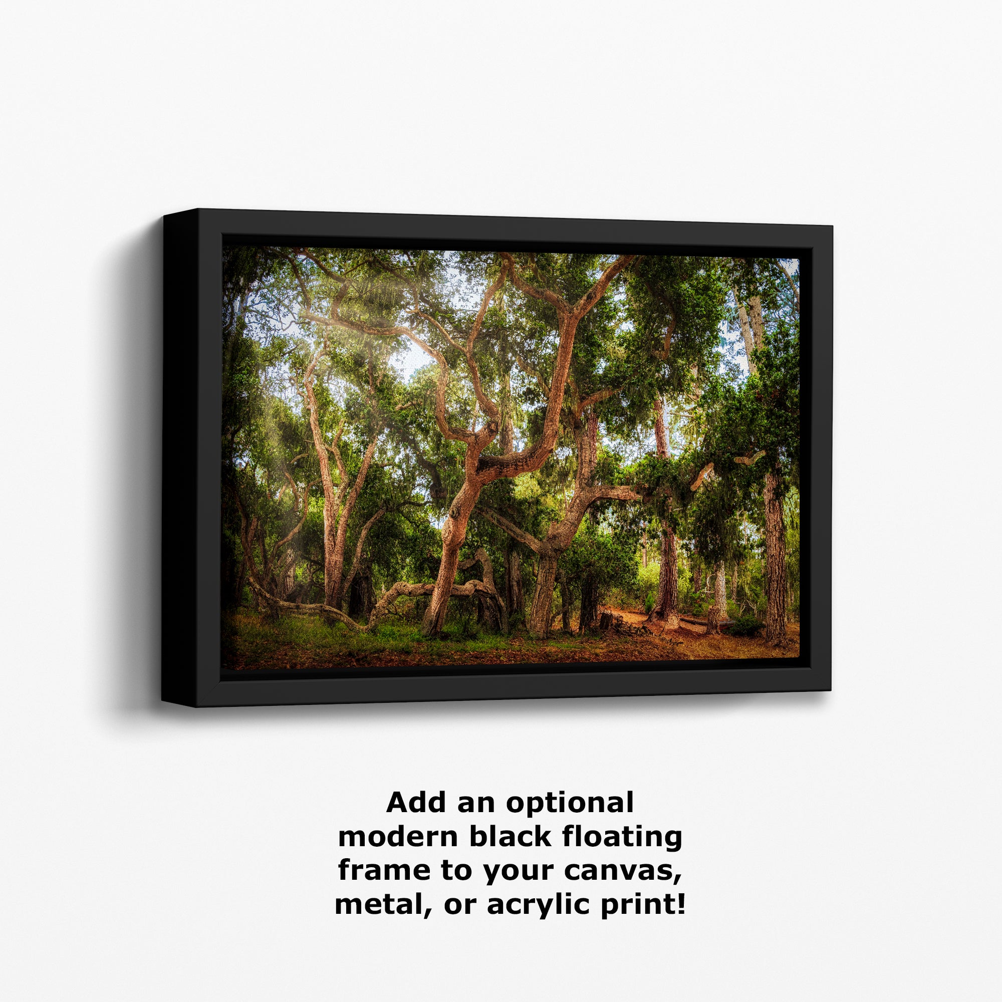 Coast Live Oak Forest Picture Nature Photo House Decor, Forest Bathing for Meditation, Relaxation, Dorm Room Decor