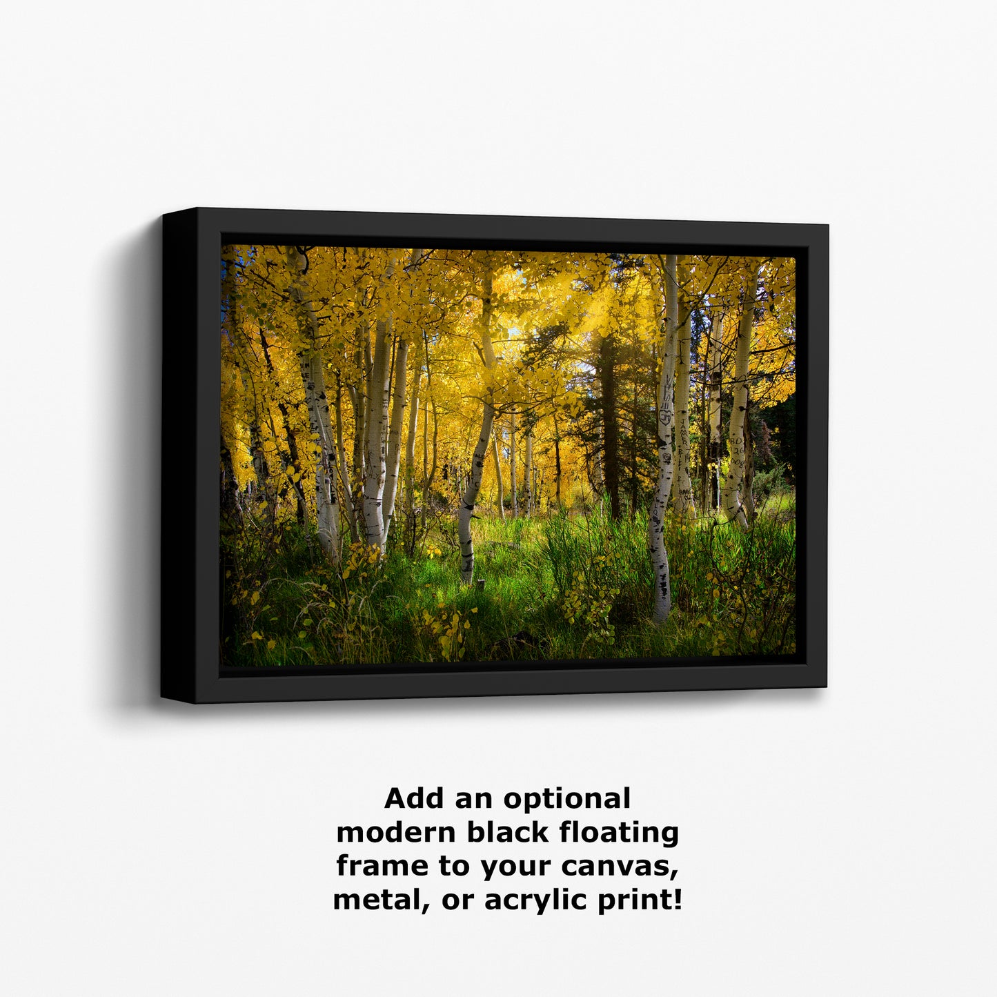 Aspen Tree Forest Picture Nature Photo, Forest Bathing Relaxation Artwork, Fall Colors Autumn for Meditation, Office and House Decor