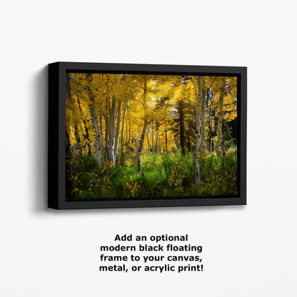 Aspen Tree Forest Picture Nature Photo, Forest Bathing Relaxation Artwork, Fall Colors Autumn for Meditation, Office and House Decor