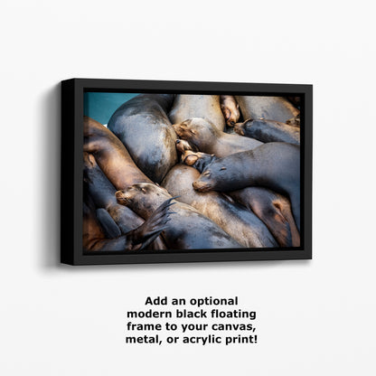 California Sea Lion Marine Mammal Wildlife Photography Wall Art - Ocean Animals Nursery Decor Coastal Home Artwork, Marine Biology Print