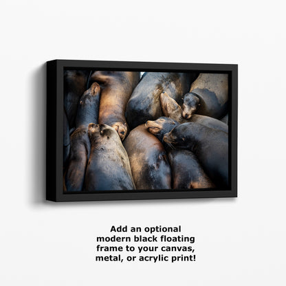 California Sea Lion Marine Mammal Wildlife Photography, Ocean Animals Nursery Decor, Relaxation Artwork for Beach-Themed Rooms