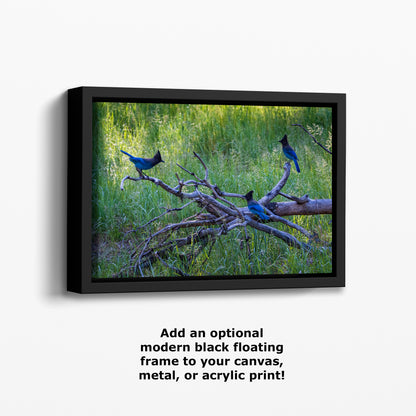 Steller Jay Wildlife Photography Print, Bird Wall Art, Nature Photography, Blue Bird Picture, Relaxing Dorm Room or Office Wall Art