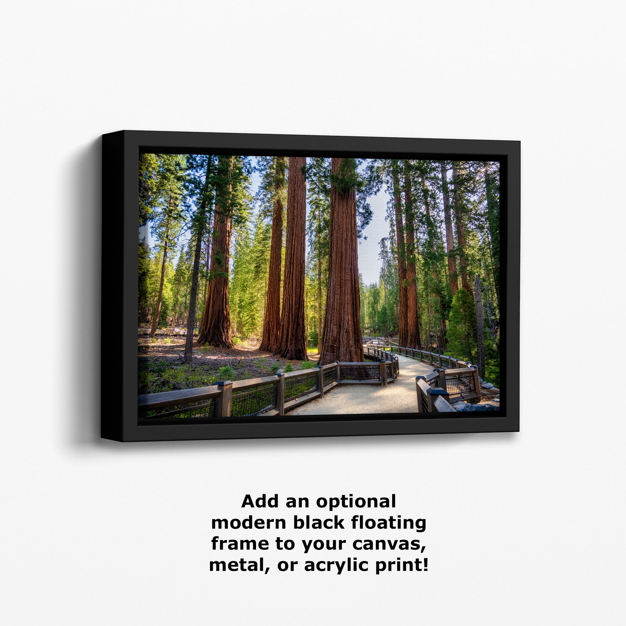 Giant Sequoia Tree Forest Picture Nature Photo | Yosemite Redwood Trees for Nature Lovers & Forest Bathing Relaxation, Meditation Artwork