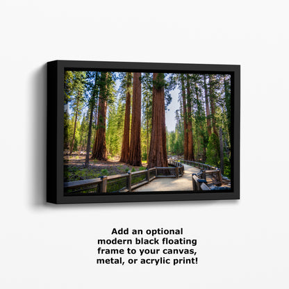 Giant Sequoia Tree Forest Picture Nature Photo | Yosemite Redwood Trees for Nature Lovers & Forest Bathing Relaxation, Meditation Artwork