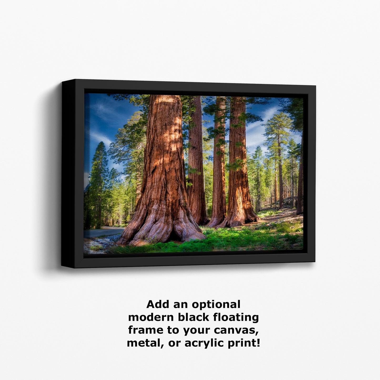 Giant Sequoia Tree Forest Picture Nature Photo, Redwood Trees Forest Bathing for Relaxation and Meditation in Living Room and Office