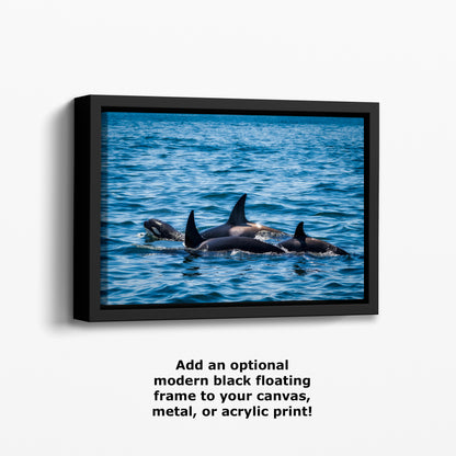 Orca Whale Marine Mammal Wildlife Photography, Killer Whale Ocean Art Print for Nature Lovers and Ocean Enthusiasts