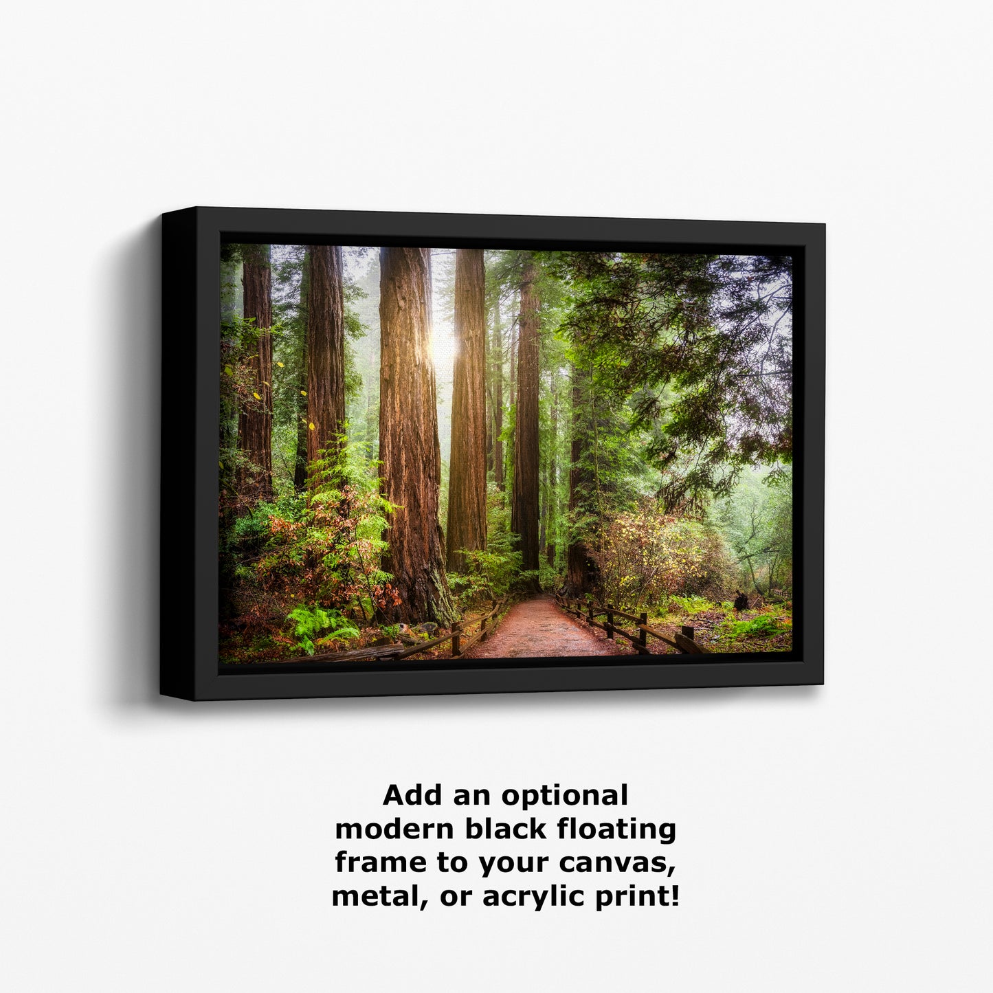 Redwood Trees Forest Picture Nature Photo, Forest Bathing in Muir Woods Wall Art for House Decor Gifts for Tree & Nature Lovers