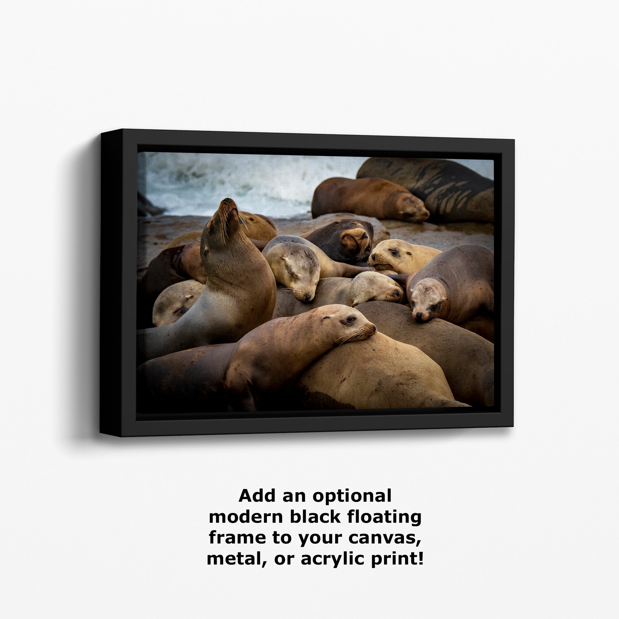 California Sea Lion Marine Mammal Wildlife Photography, Ocean Animals Wall Art, Nature Lover Gift, Marine Biology Artwork
