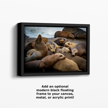 California Sea Lion Marine Mammal Wildlife Photography, Ocean Animals Wall Art, Nature Lover Gift, Marine Biology Artwork
