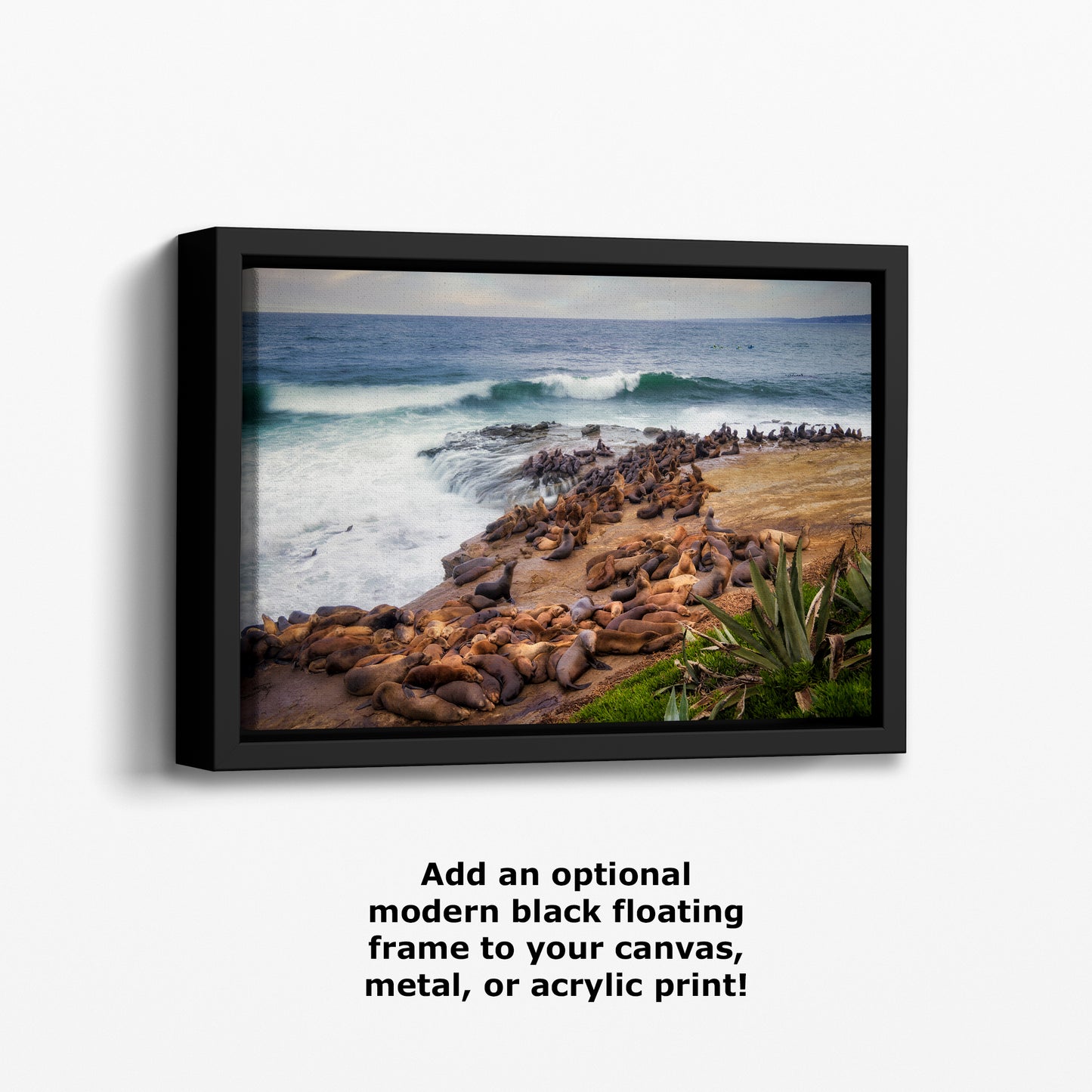 California Sea Lion Marine Mammal Wildlife Photography | Calming Nature Ocean Picture, Relaxation Artwork, La Jolla Coast, Nature Photo