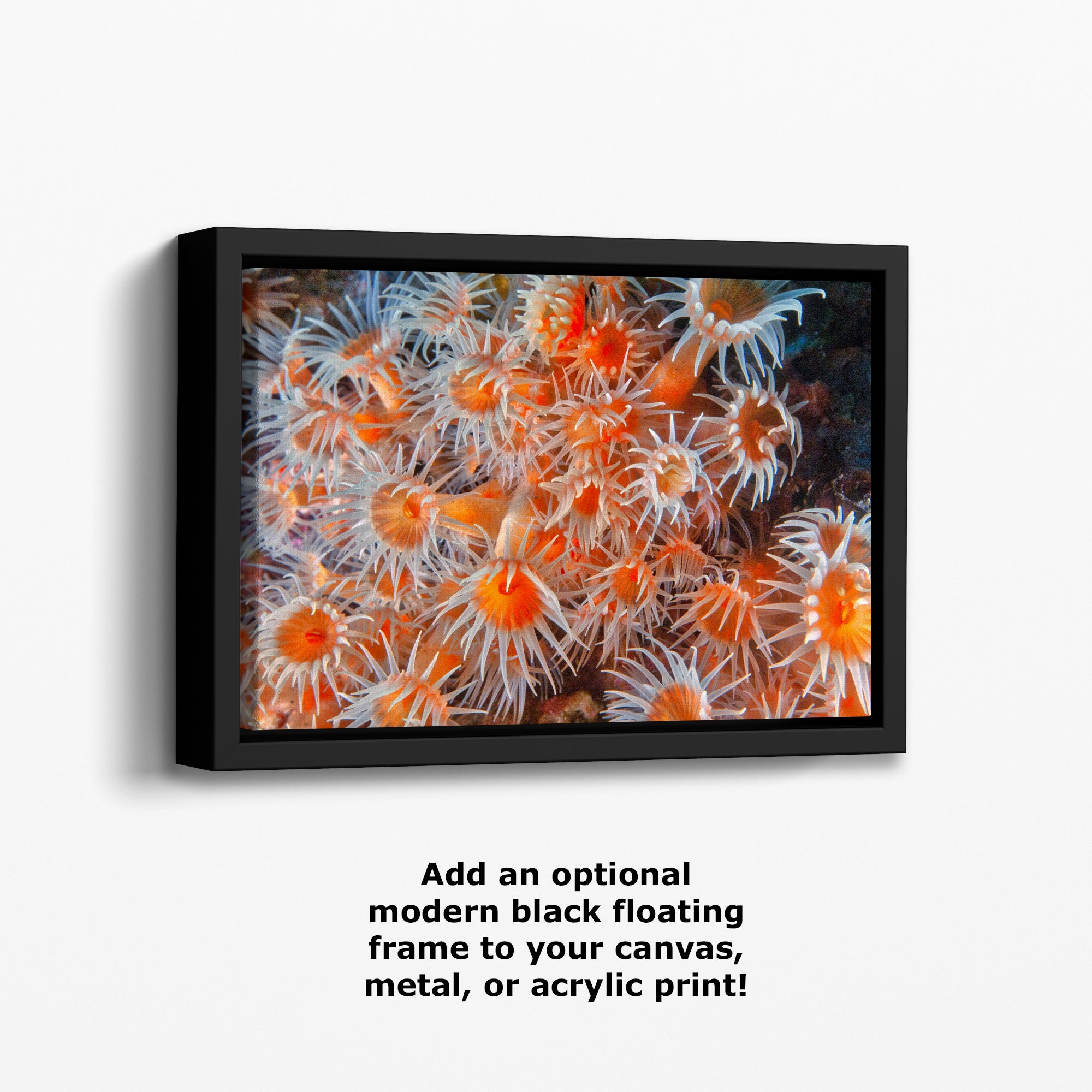 Sea Anemone Picture Ocean Life Underwater Scenery Nature Photo, Vibrant Coral Reef Wall Art, Marine Biology Gift for Ocean Lover
