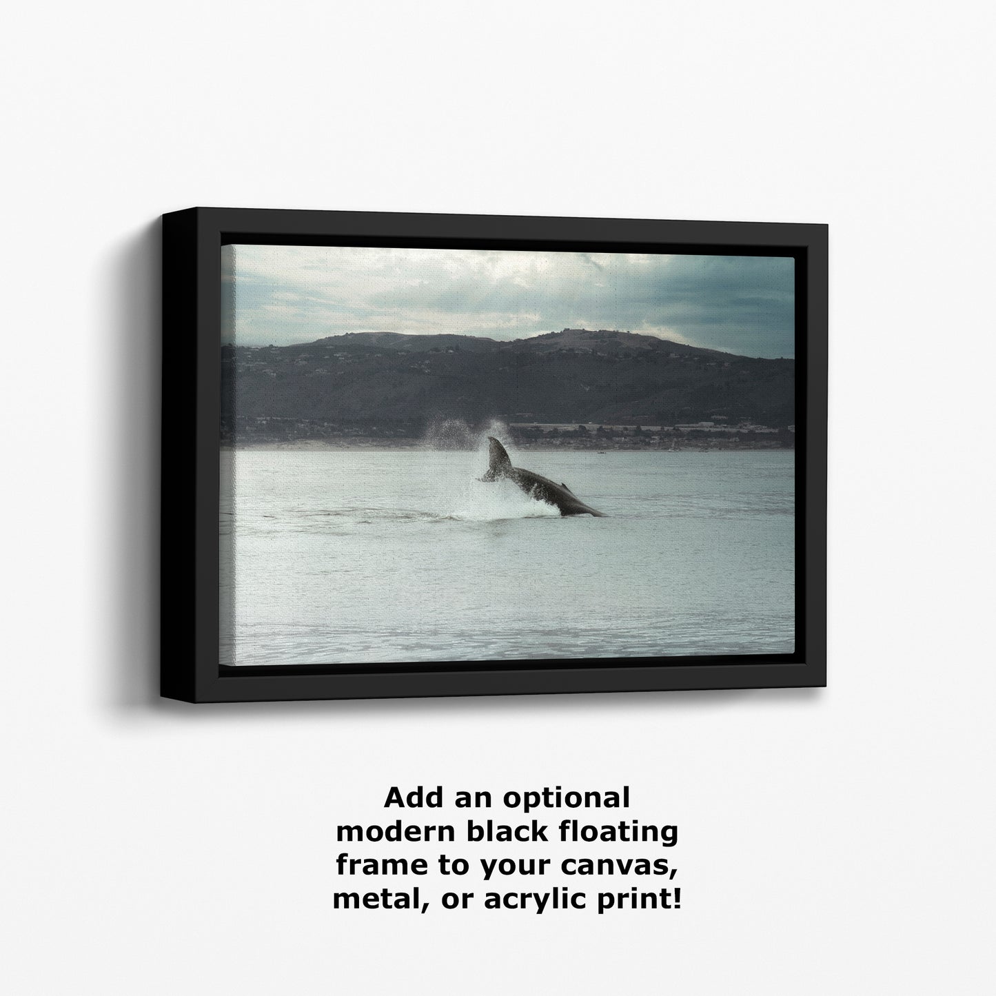 Humpback Whale Marine Mammal Wildlife Photography, Ocean Nature Art, Marine Conservation, Dolphin & Sea Life Gift, House Decor