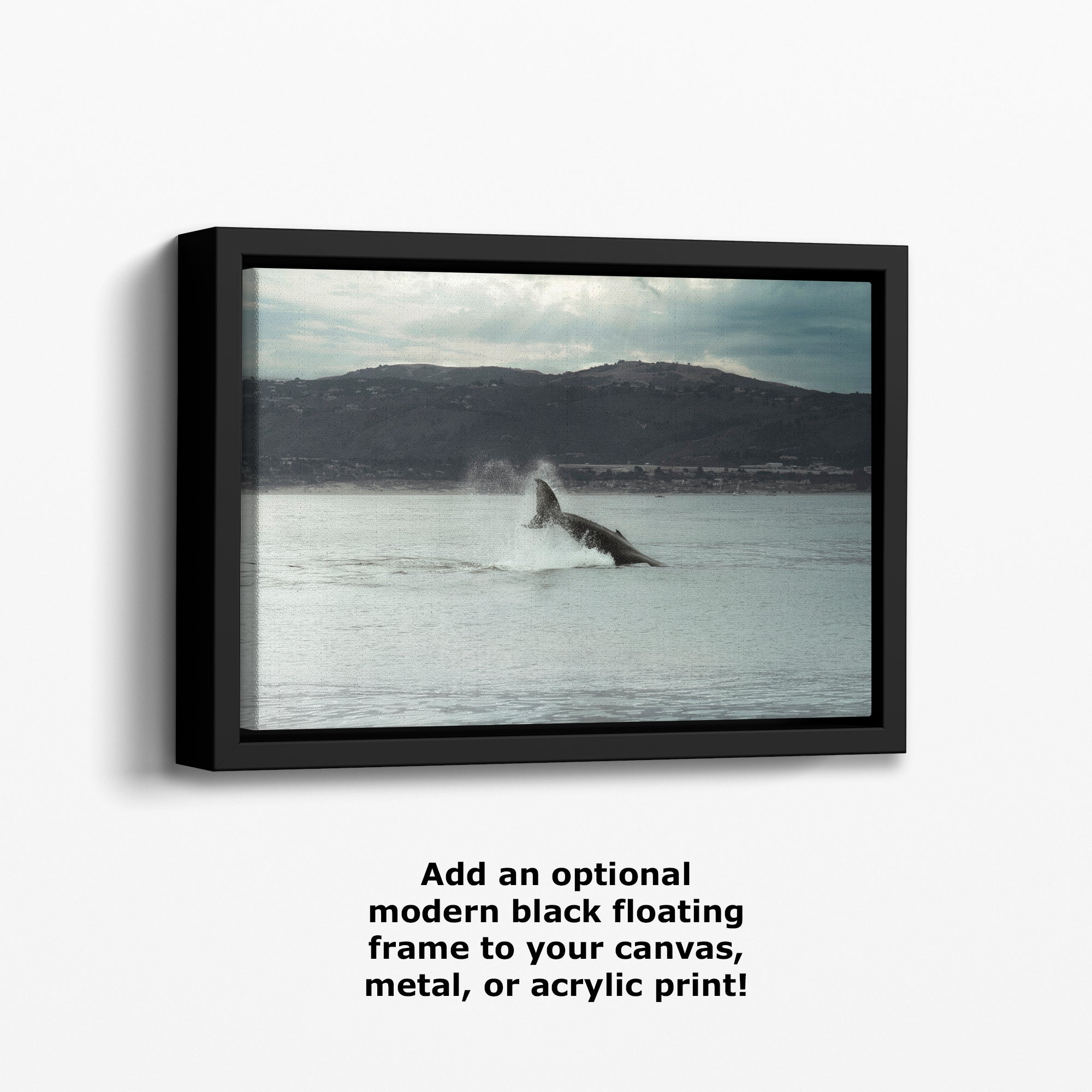 Humpback Whale Marine Mammal Wildlife Photography, Ocean Nature Art, Marine Conservation, Dolphin & Sea Life Gift, House Decor