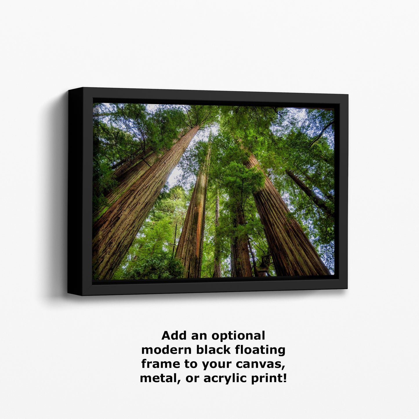 Redwood Trees Forest Picture Nature Photo | Forest Bathing Relaxation Decor for Meditation, House, and Office