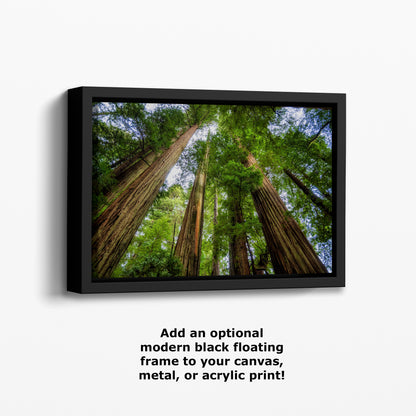 Redwood Trees Forest Picture Nature Photo | Forest Bathing Relaxation Decor for Meditation, House, and Office