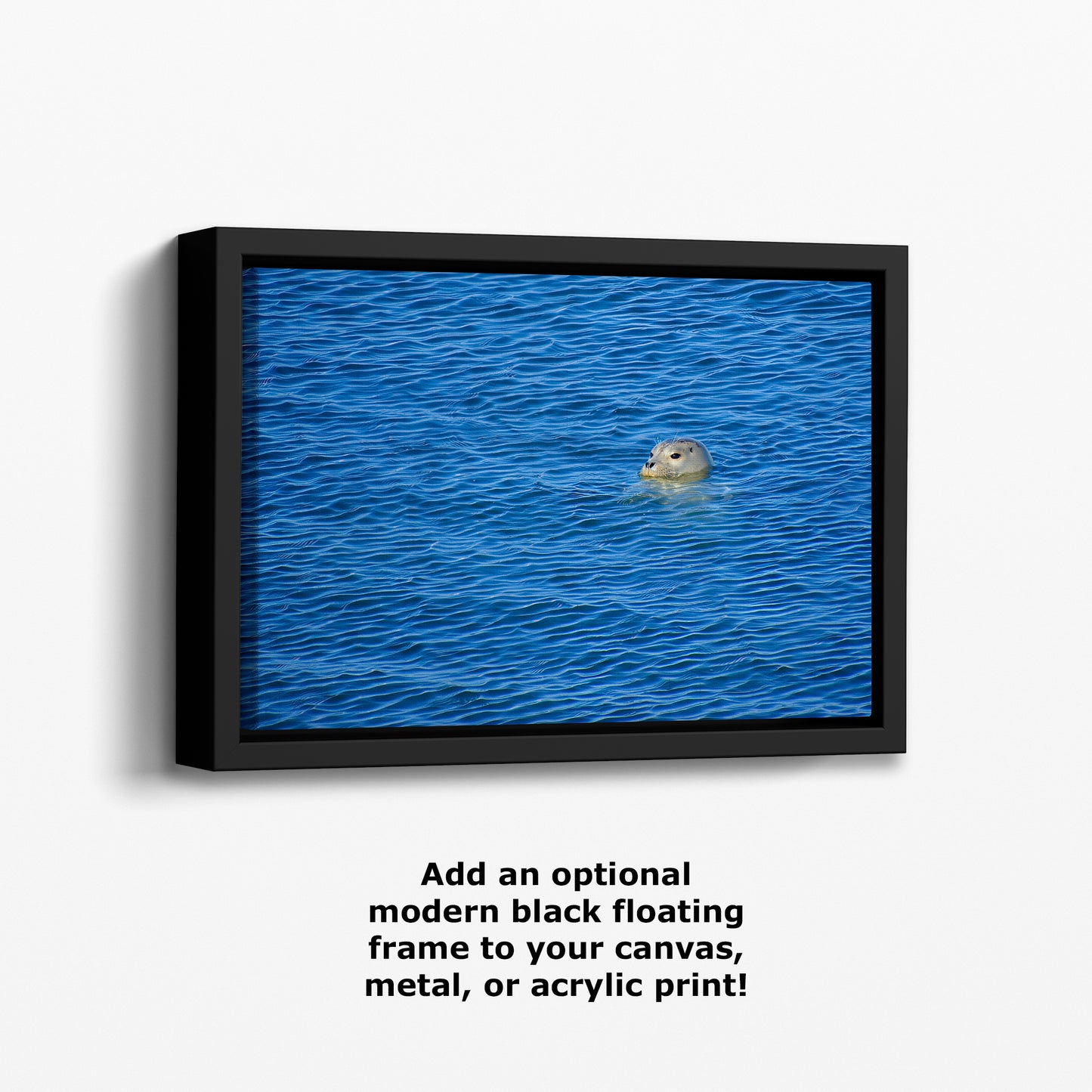 Seal Print Marine Mammal Wildlife Photography, Ocean Picture Relaxation Artwork Nature Photo