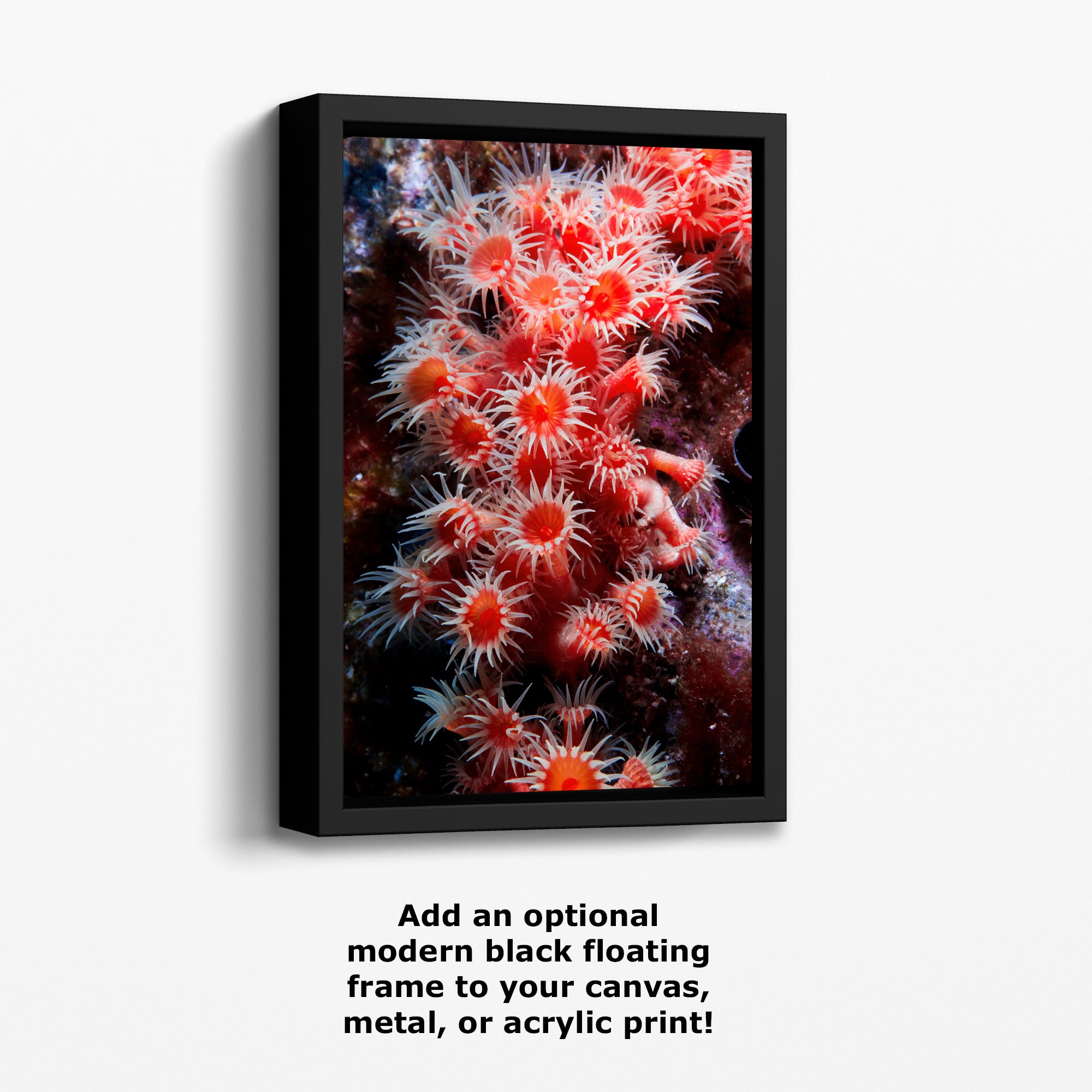 Sea Anemone Picture Ocean Life Underwater Scenery Nature Photo, Marine Biology Wall Art, Coral Reef Decor, Office & Dorm Room Decoration