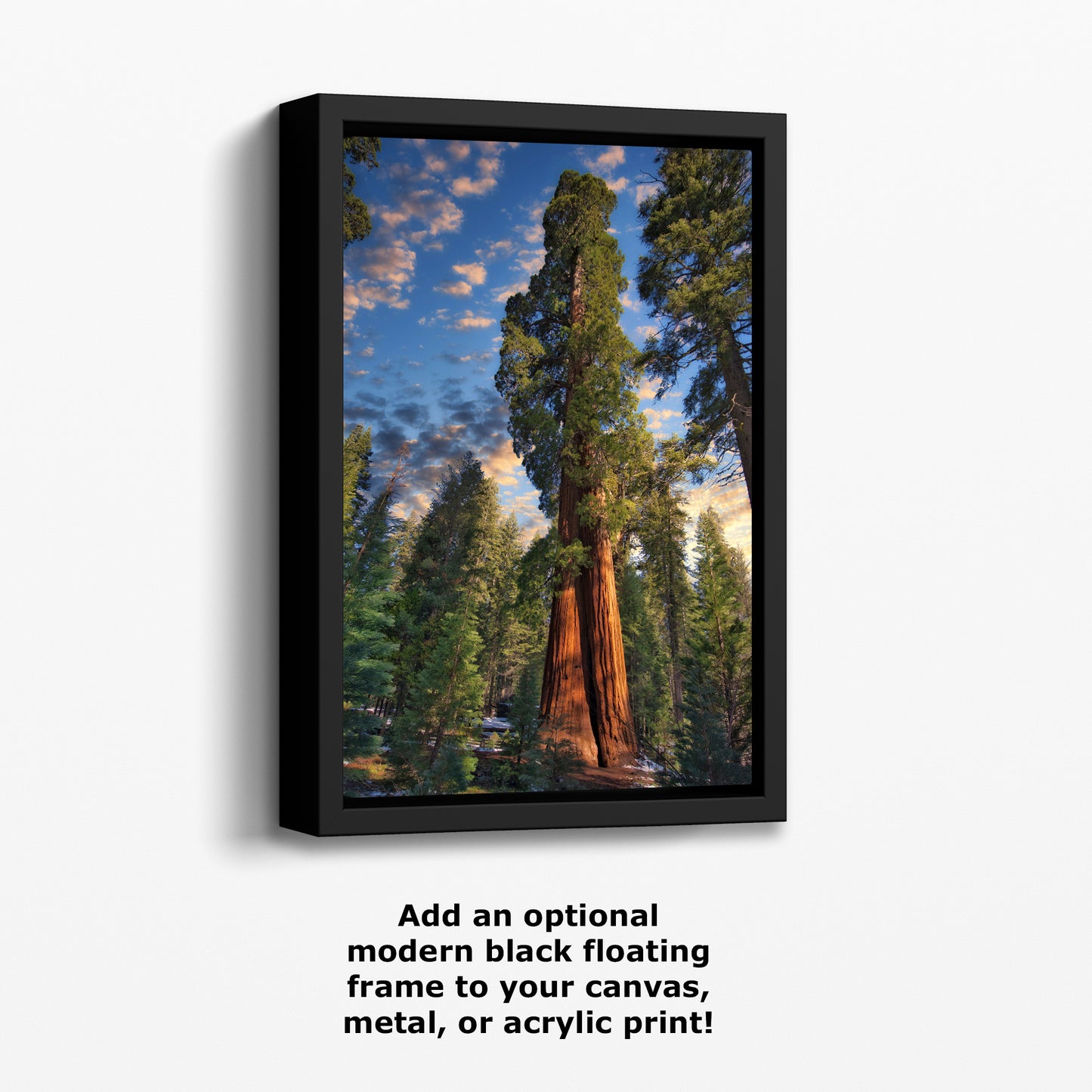 Giant Sequoia Tree Art, Redwood Forest Picture, Nature Photo Inspired Wall Decor