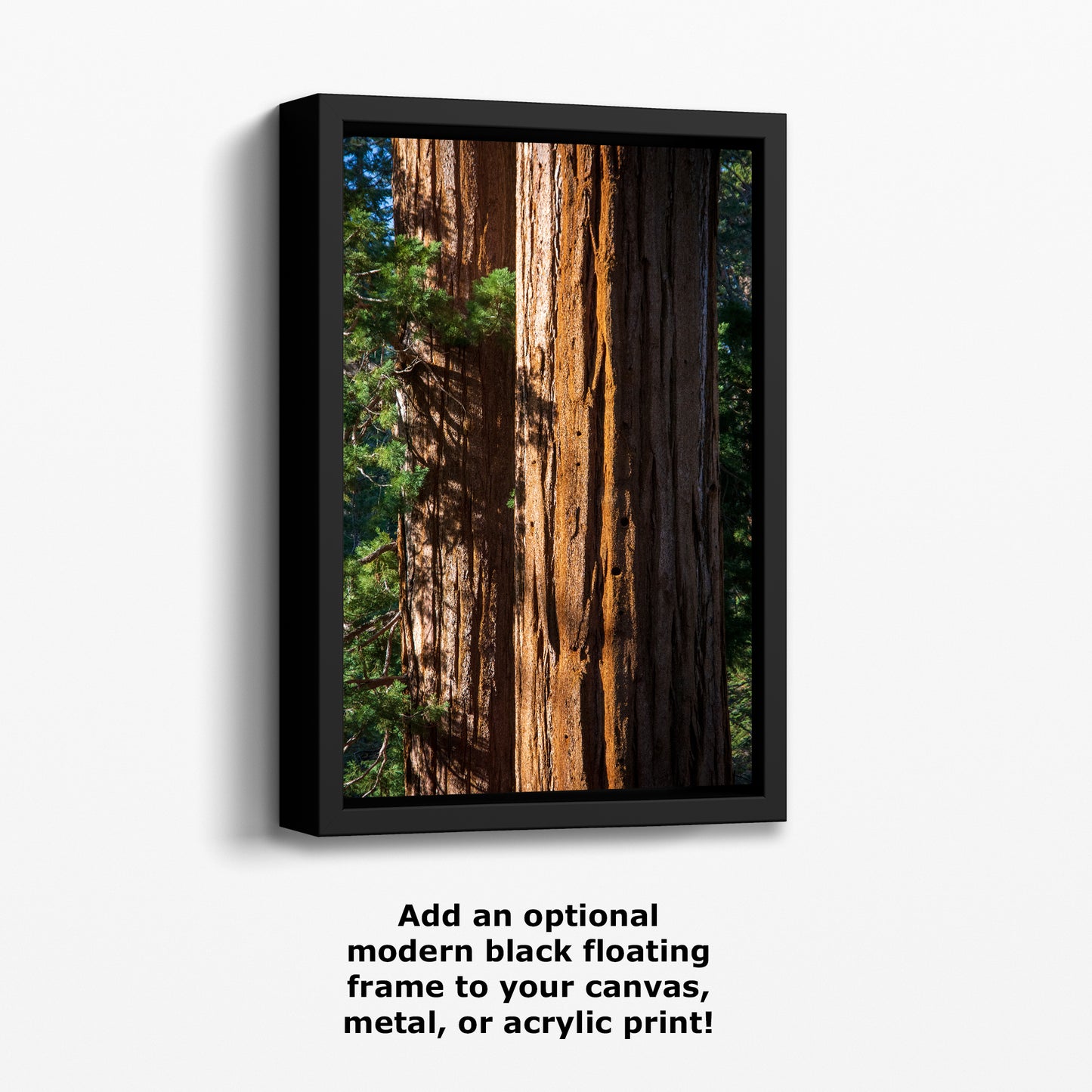 Giant Sequoia Tree Forest Picture Nature Photo, Redwood Trees Wall Art, Forest Bathing National Park Poster, Relaxation Decor