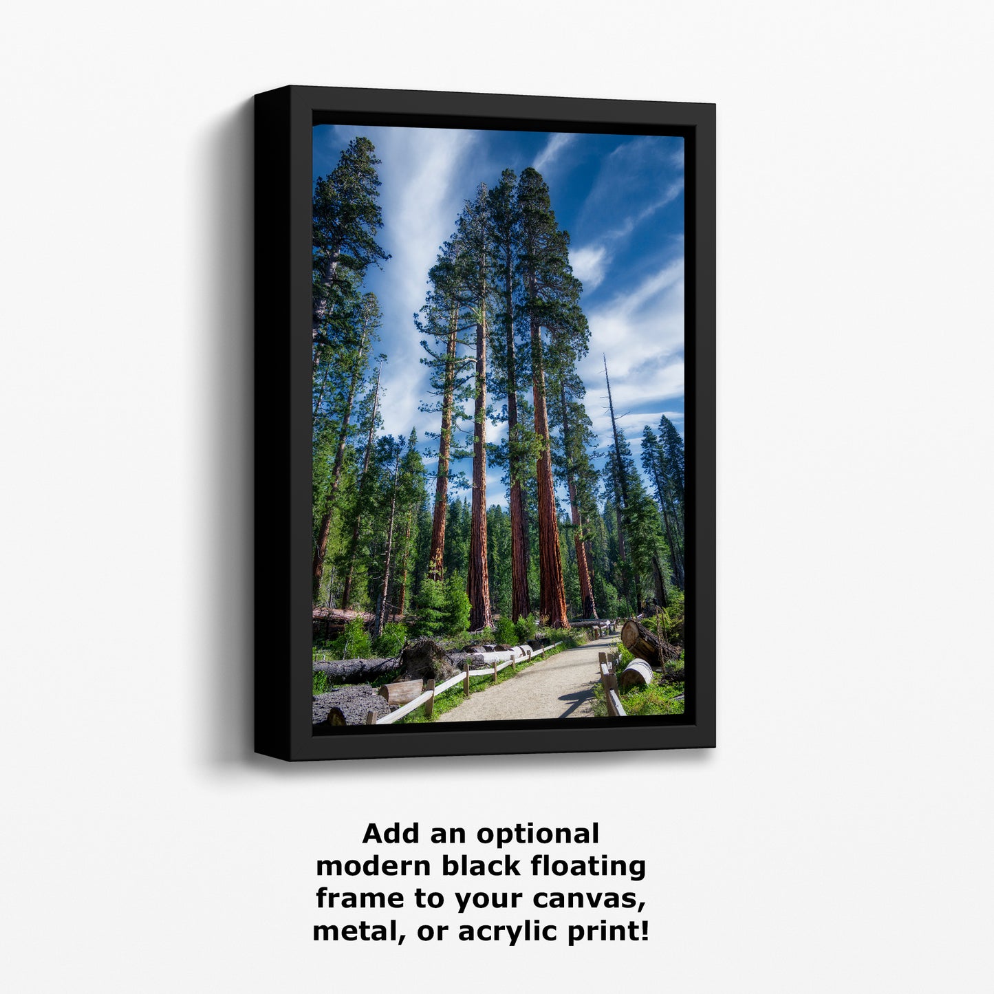 Giant Sequoia Tree Forest Picture Nature Photo, Redwood Trees Forest Bathing Decor, Relaxation Artwork for Home or Office