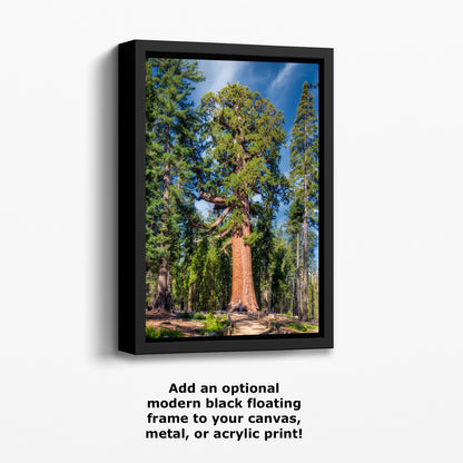 Giant Sequoia Tree Forest Picture Nature Photo, Yosemite Redwood Trees, Forest Bathing for Nature Lovers, House and Office