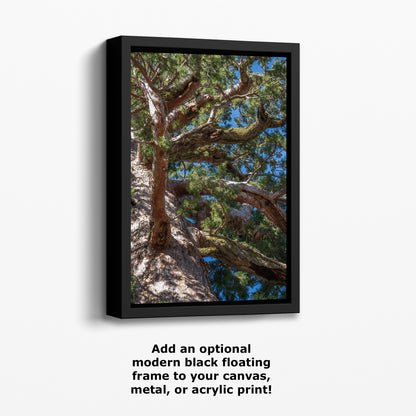 Giant Sequoia Tree Forest Picture Nature Photo, Yosemite Mariposa Grove Redwood Trees, Forest Bathing Relaxation Artwork for Nature Lovers