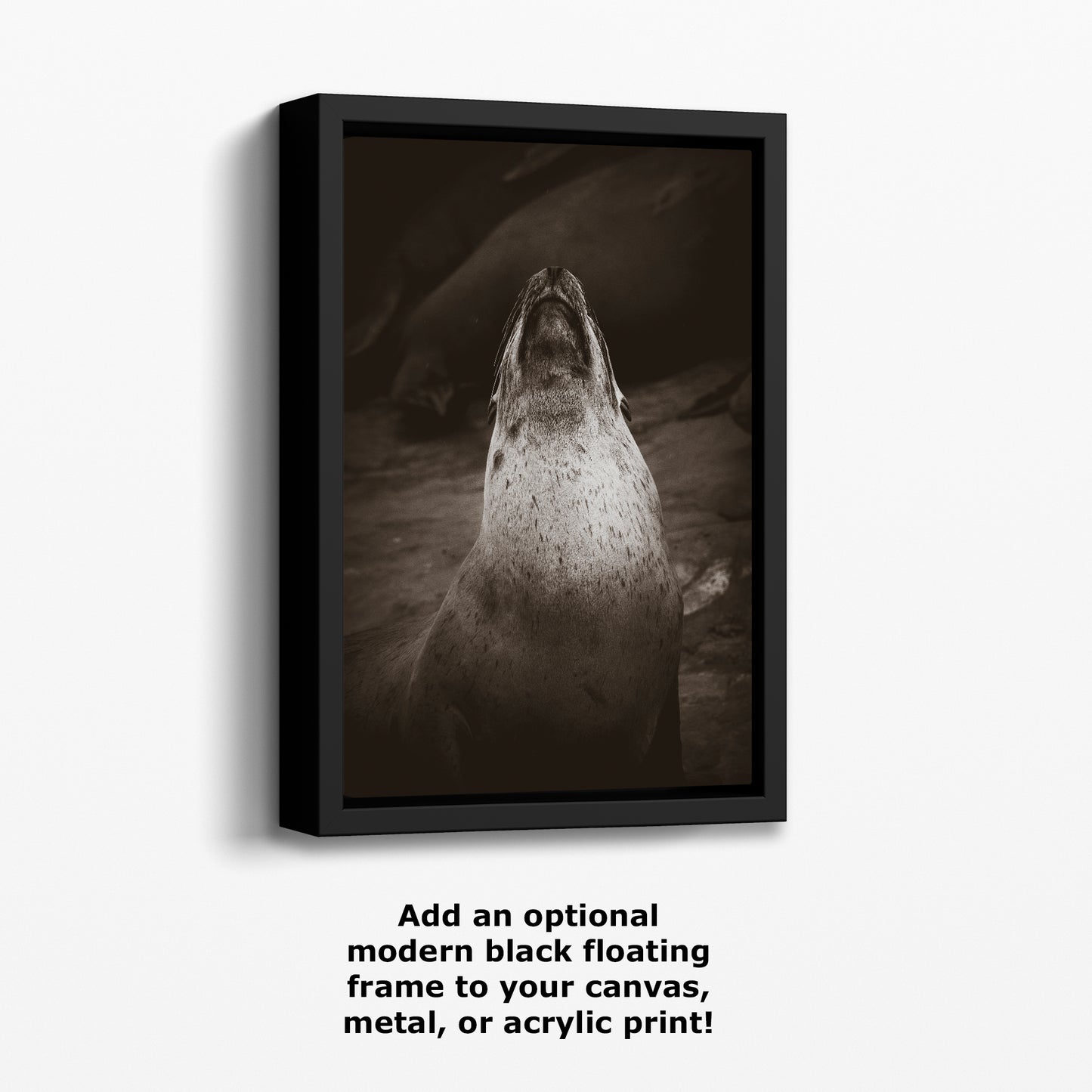 California Sea Lion Marine Mammal Wildlife Photography, Ocean Animals, Coastal House Decor, Nature Lover Gift, Marine Biology Artwork