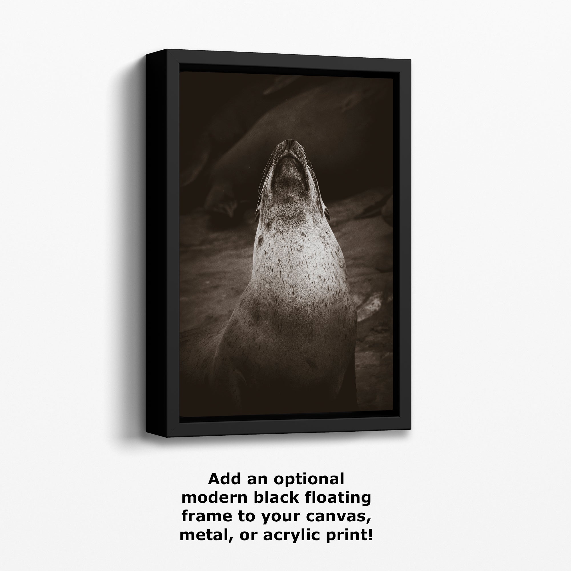 California Sea Lion Marine Mammal Wildlife Photography, Ocean Animals, Coastal House Decor, Nature Lover Gift, Marine Biology Artwork