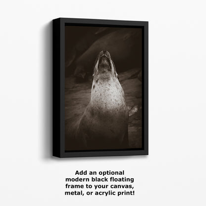 California Sea Lion Marine Mammal Wildlife Photography, Ocean Animals, Coastal House Decor, Nature Lover Gift, Marine Biology Artwork