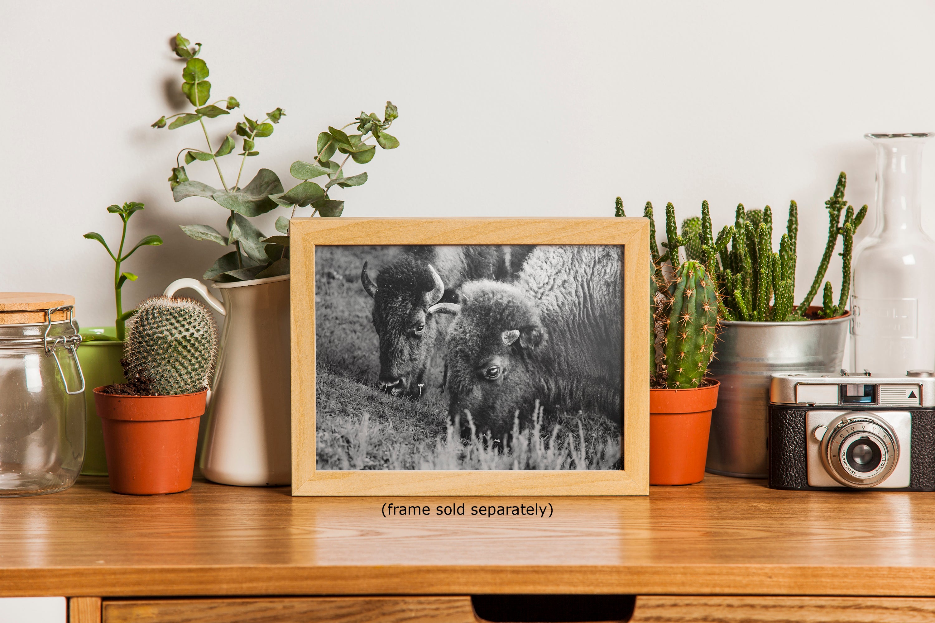 Grazing Buffalo Artwork Wildlife Photography, Black and White Bison Wall Decor, Rustic Cabin Animal Print, Nature Wall Art for Home or Office