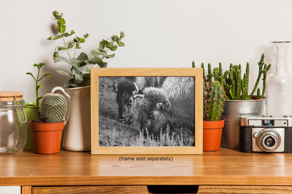 Grazing Buffalo Artwork Wildlife Photography, Black and White Bison Wall Decor, Rustic Cabin Animal Print, Nature Wall Art for Home or Office