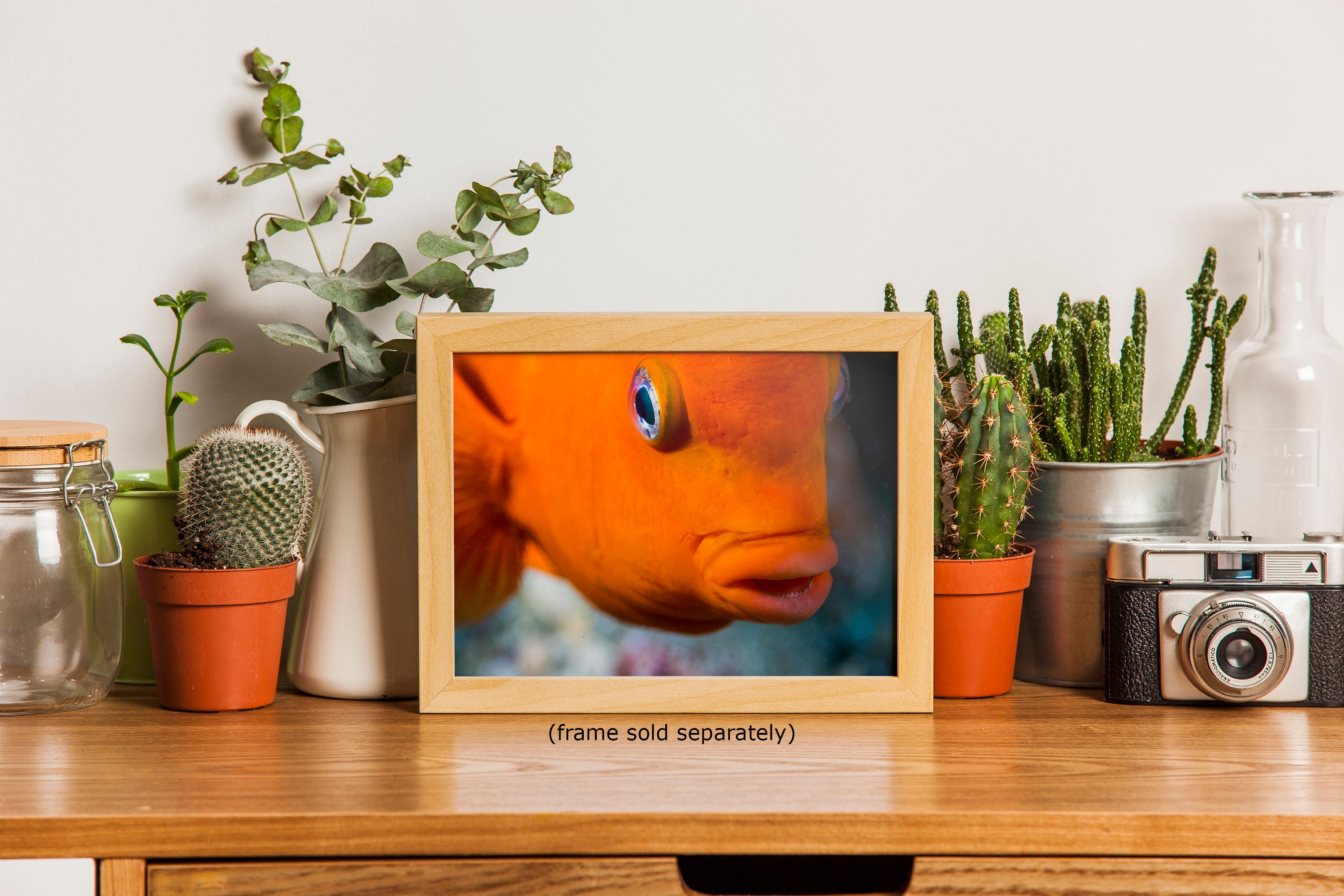 Garibaldi Fish Marine Biology Ocean Life, Underwater Scenery Nature Photo, California Marine Inhabitant, Nature Decor, Relaxation Artwork