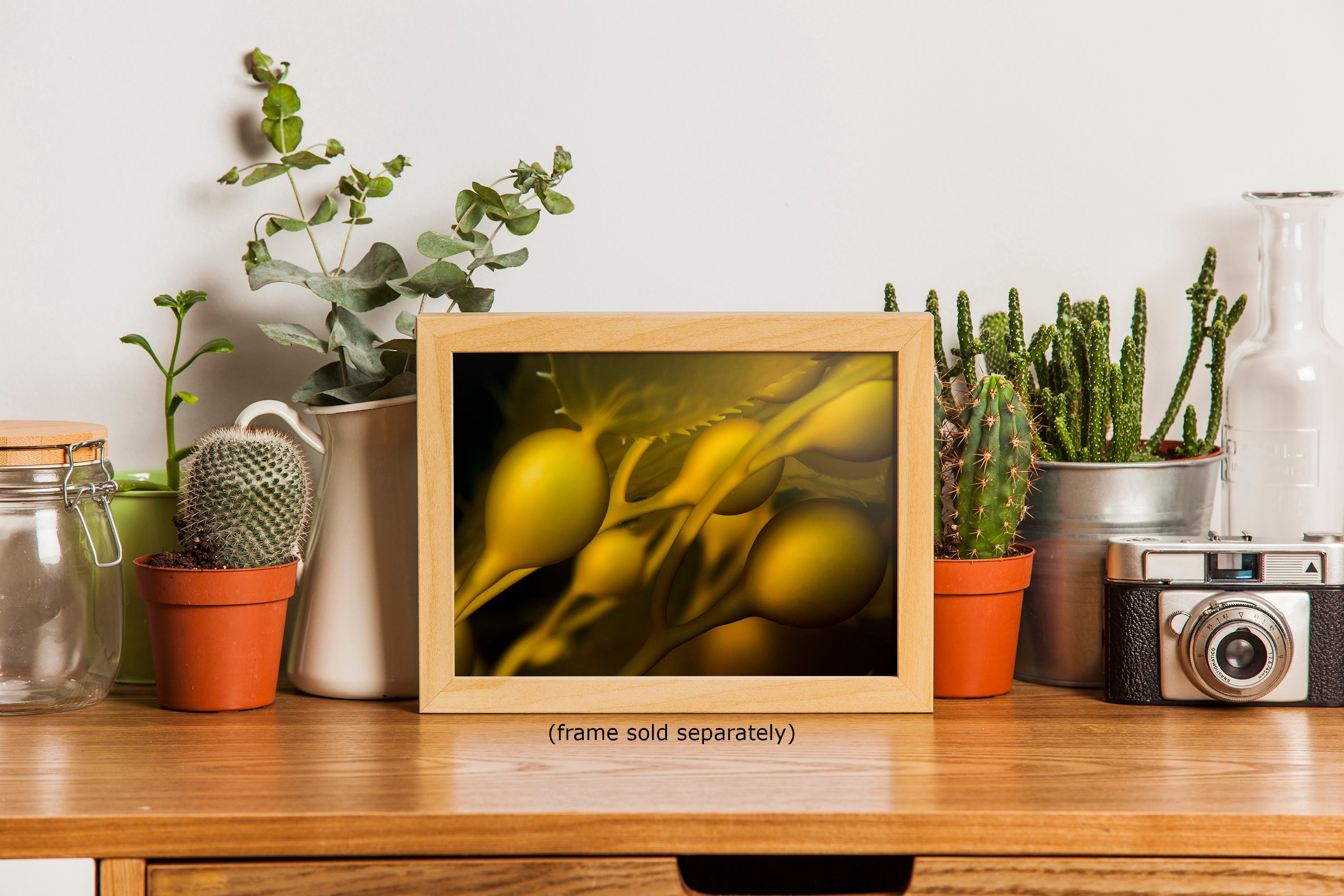 Kelp Forest Seaweed Pictures Underwater Scenery, Ocean Life Marine Biology Nature Photo Relaxation Artwork Decor for Office Dorm Room Decor