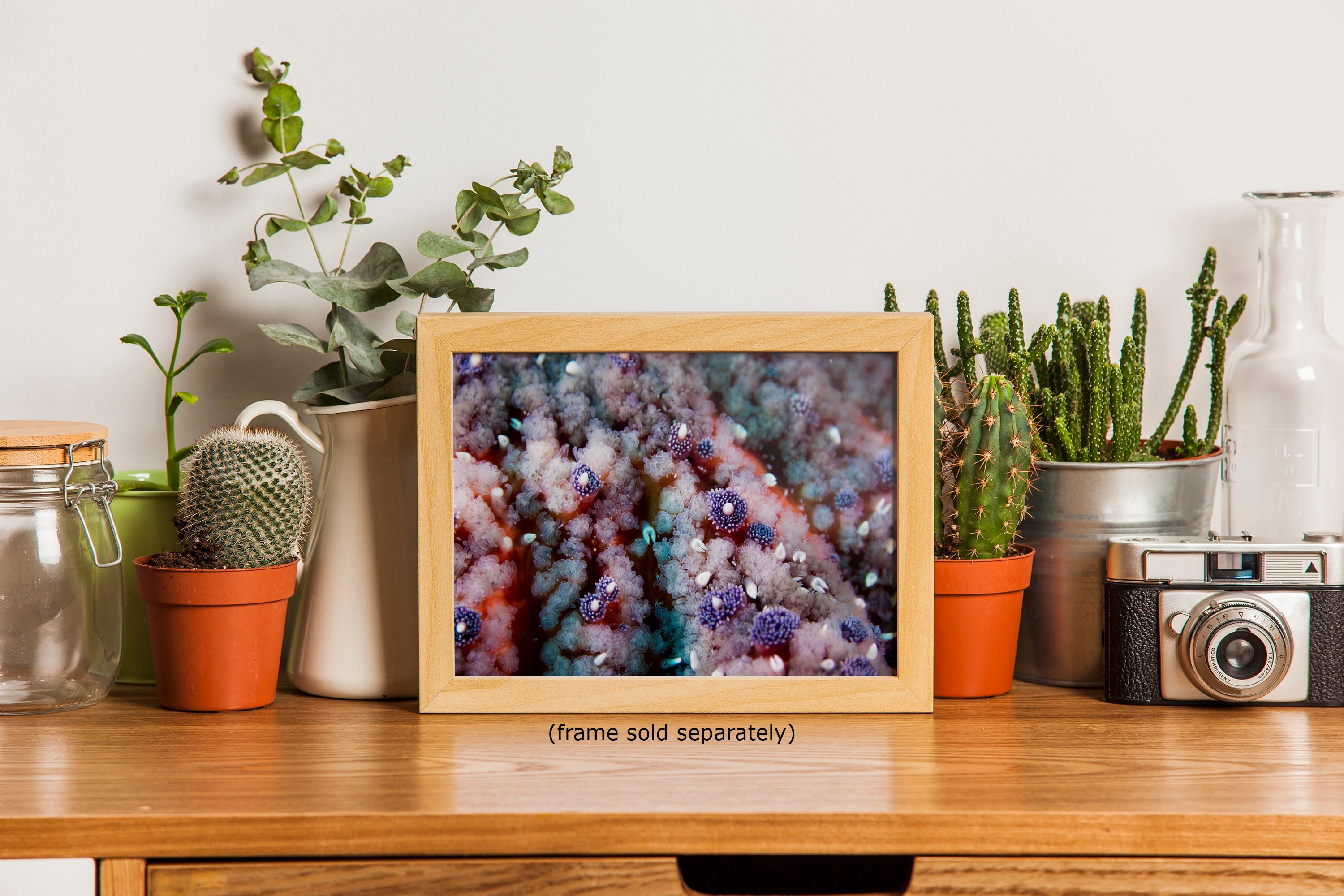 Ocean Life Starfish Photo, Marine Biology Underwater Scenery, Vibrant Coral Reef, Nature Photography for Office Decor, Relaxation Artwork