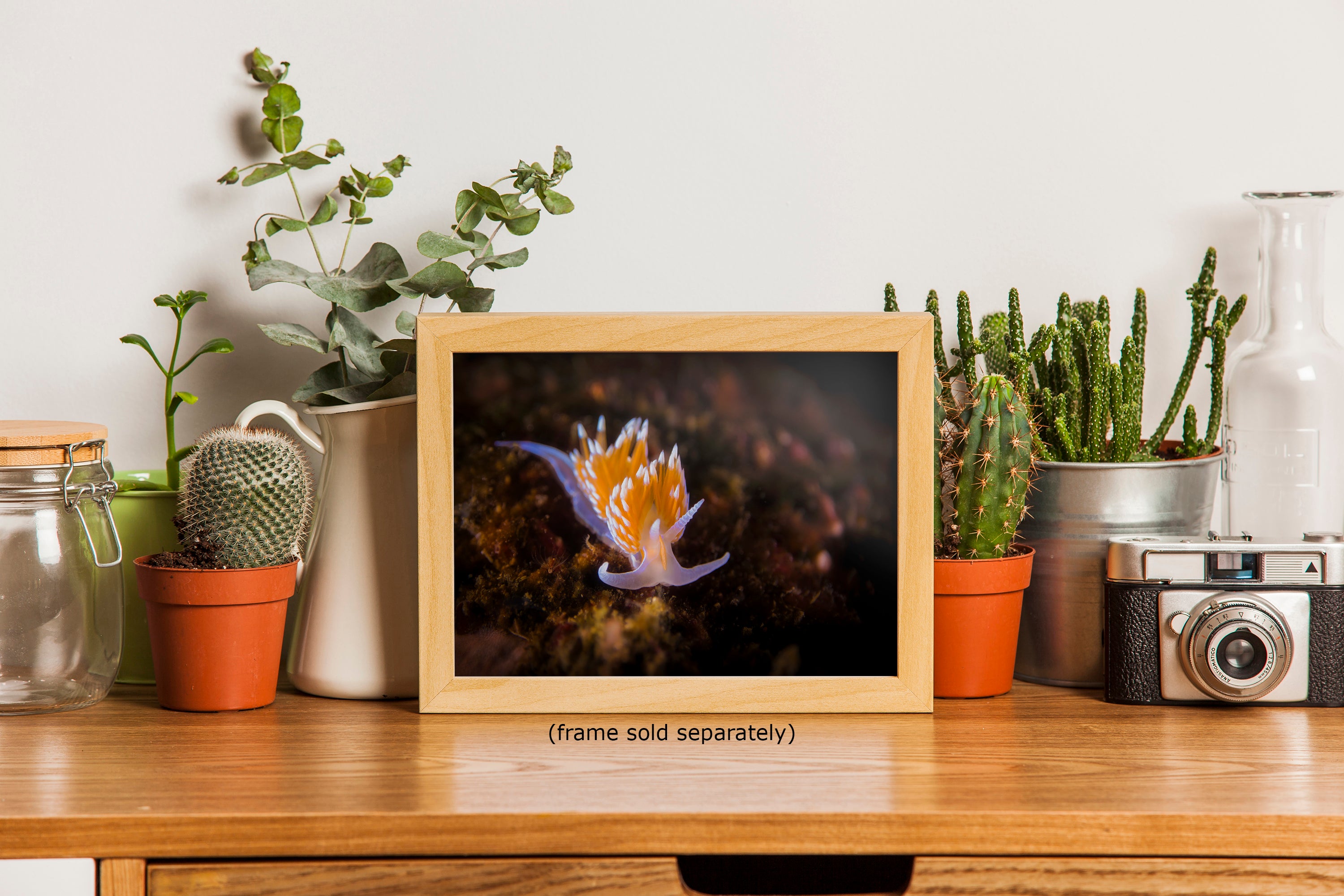 Hermissenda Opalescent Nudibranch Ocean Life Underwater Scenery Marine Biology Nature Photo