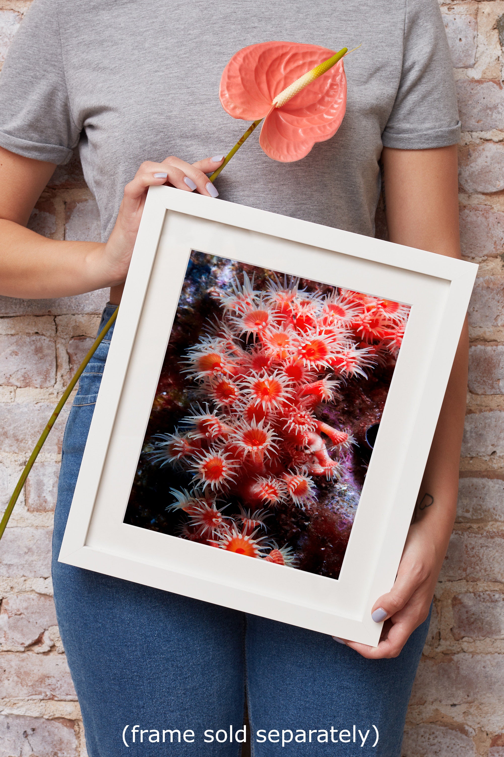 Sea Anemone Picture Ocean Life Underwater Scenery Nature Photo, Marine Biology Wall Art, Coral Reef Decor, Office & Dorm Room Decoration