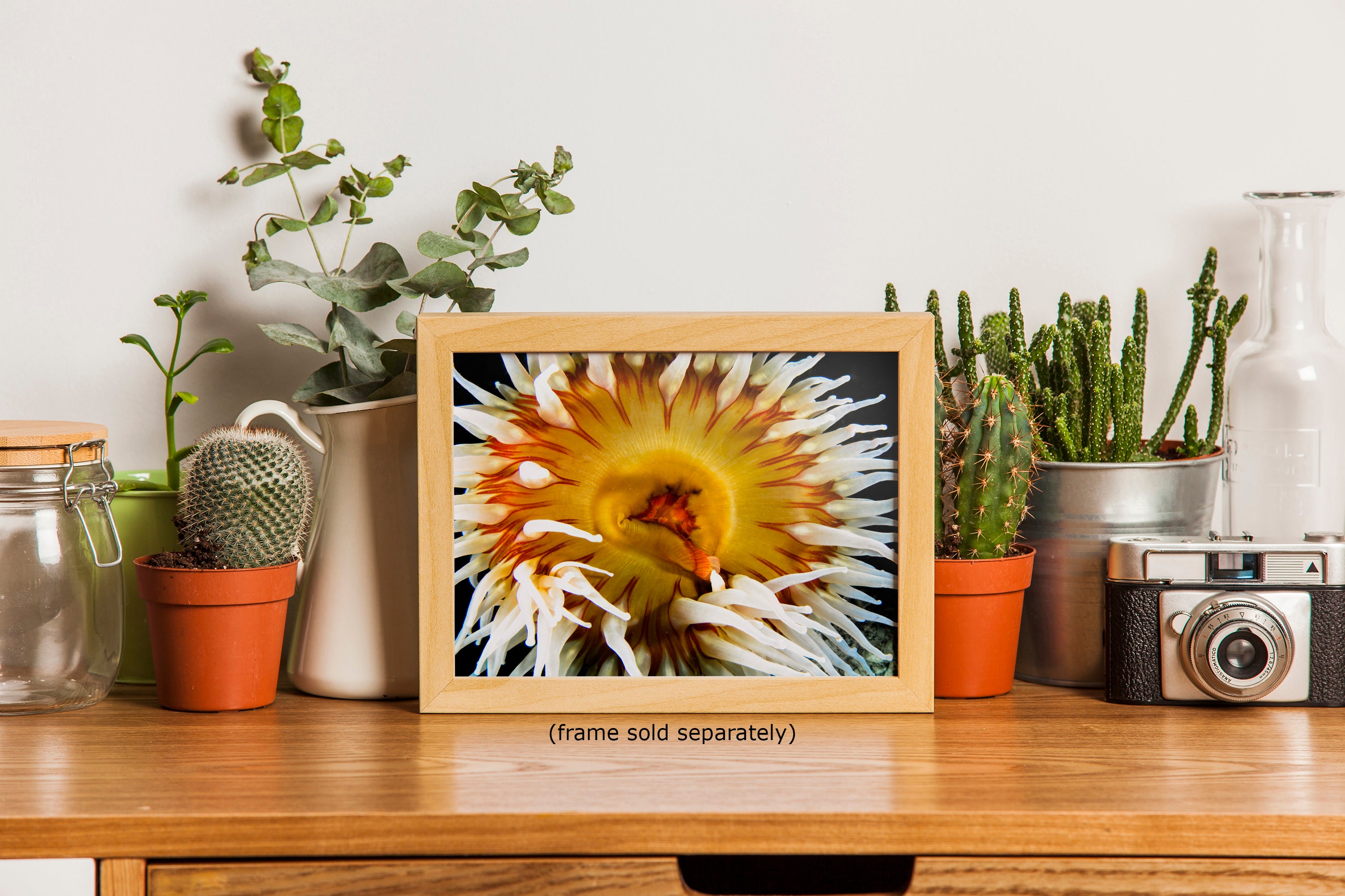 Sea Anemone Picture Ocean Life Underwater Scenery Nature Photo, Marine Biology Coral Reef Art