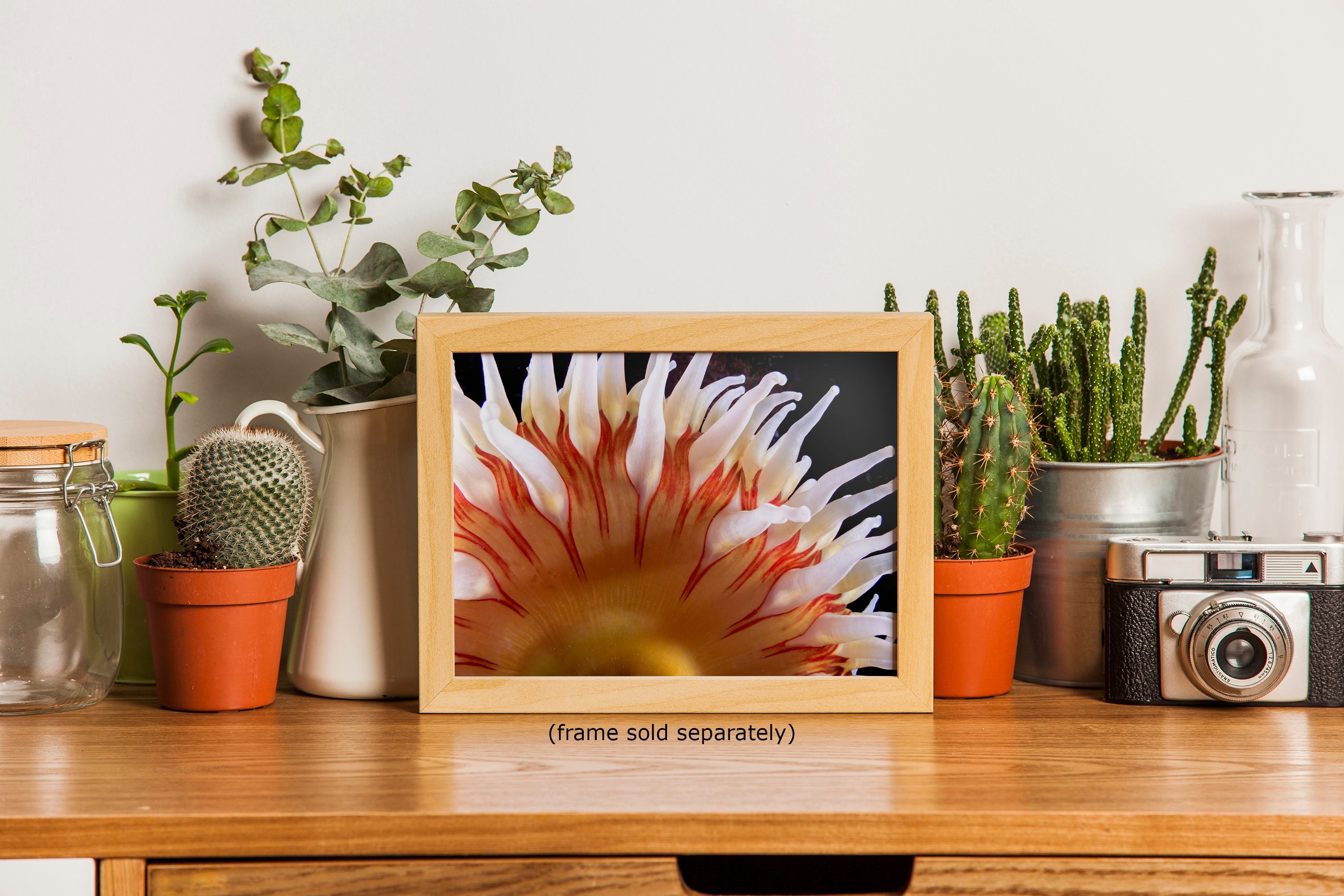 Sea Anemone Picture Ocean Life Underwater Scenery Nature Photo, Marine Biology Coral Reef Art