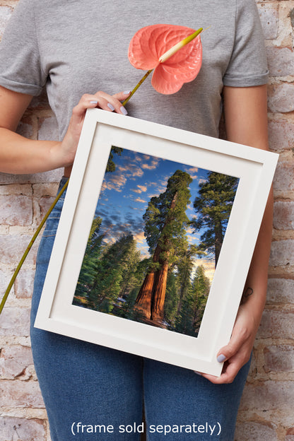 Giant Sequoia Tree Art, Redwood Forest Picture, Nature Photo Inspired Wall Decor